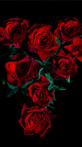 red roses wallpaper 4k amoled 8k