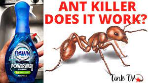 kill ants