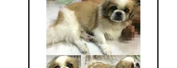 See veterinary medical centre 47, jln 1/149j, bdr baru sri petaling, 57000 kl tel/fax: Vet Pet Doc