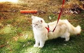 Persians are very sweet in nature, and tend to prefer quiet, peaceful households. Which Is The Best Cat Breed For A First Time Owner In India Quora