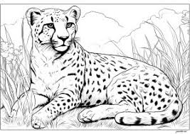 cheetah simple coloring page cheetahs