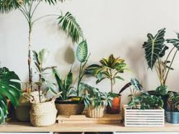 10 Best Indoor Tropical Plants Types