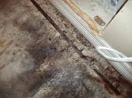 Moldy Carpet What You Need To Know