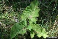 common burdock: Arctium minus (Asterales: Asteraceae): Invasive ...