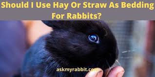 Hay Or Straw As Bedding For Rabbits