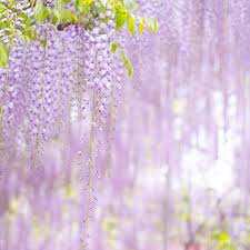 wisteria vine types care and