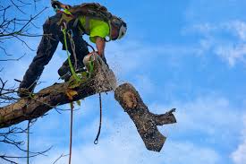 With thousands of hours of combined experience, we are north georgia's premier tree care specialist. Tree Service Lawrenceville Ga Silver City Tree Service