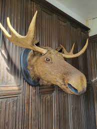 Taxidermy Moose Head 1014029