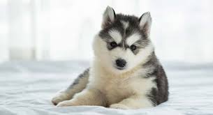 You don't want to stop too early because the pup. The Siberian Husky Dog Breed Information Center