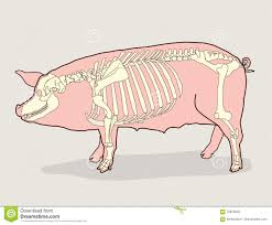 Pig Skeleton Vector Illustration Pig Skeleton Diagram