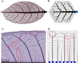 the transport network of a leaf