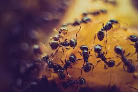 sugar ants in your kitchen or bathroom
