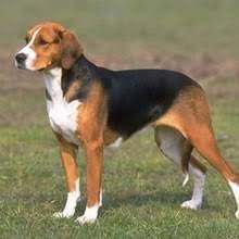 The english foxhound puppies are among the few dog breeds that are easily identifiable. Puppyfind American Foxhound Puppies For Sale