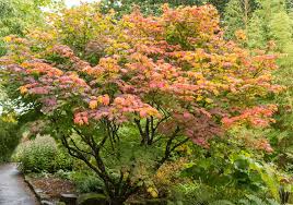 types of anese maples compare acer