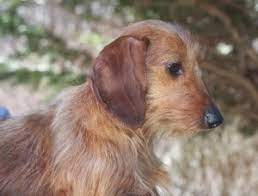 wirehaired dachshunds louie s