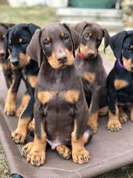 I recieved a doberman pinscher puppy for christmas and he must go do to the lack of space in my apartment. Breeder Referral Doberman Pinscher Club Of America