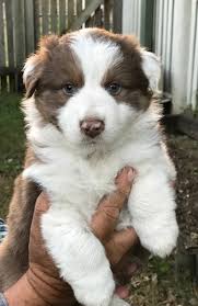 Maybe you would like to learn more about one of these? Australian Shepherds Kuraby Brangus