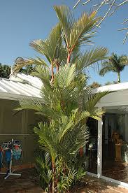 cyrtostachys renda palmpedia palm