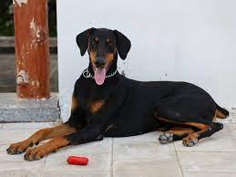 top 10 por indian dog breeds you