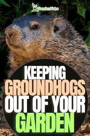 how to keep groundhogs out of your garden