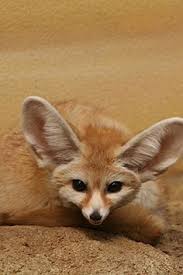 Image result for cute baby animals