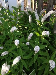 Spider plants come in a number of varieties and work well as hanging plants. What Is This 2 High Plant With Curved Spikes Of White Flowers Growing In Eastern Massachusetts Gardening Landscaping Stack Exchange