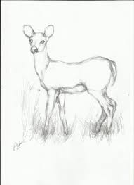 Bt how to draw & ma animals learn to draw with colored pencil step by step layering and blending = focusing (se page 3 for the colors used in this book) below are a few recommended tools that are good for beginners. Simple Line Drawings Of Deer Google Search Easy Animal Drawings Easy Charcoal Drawings Animal Sketches