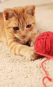 little cat playing with wool on the