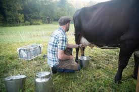 best cow breed for milk abundant