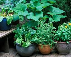Growing Vegetables Organic Vegetable