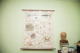 Discounted Vintage Mid Century Science Pull Down Chart