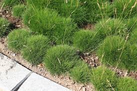Wenn sie gräser pflanzen, können sie damit wundervolle, dauerhafte akzente setzen und einen pflegeleichten garten gestalten. Winterharte Graser 50 Ziergraser Fur Garten Und Balkon Kubel