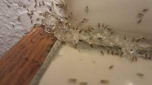 ghost ants invade a bathroom you