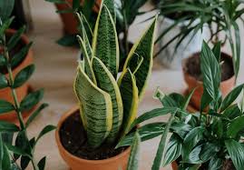 Indoor Plants That Need No Sunlight