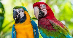 macaw pictures az s