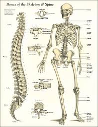 The human body contains five organs that are considered vital for survival. Bones Of The Skeleton And Spine Poster Human Skeleton Anatomy Human Bone Structure Skeleton Anatomy