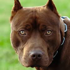 razor edge pitbull breed profile