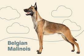 belgian malinois dog breed information