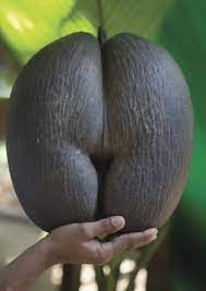 🔥 Coco de Mer is a type of coconut found in Seychelles. It bears a strong  resemblance to the female anatomy. 🔥 : r/NatureIsFuckingLit