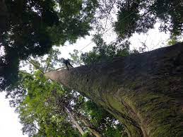 s Werelds hoogste tropische boom ontdekt – en beklommen