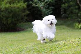 maltese dog breed complete guide a z