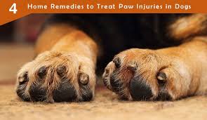 4 home remes to treat paw injuries