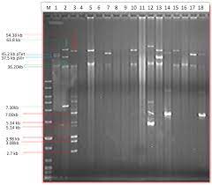 large plasmids in cylobacter jejuni