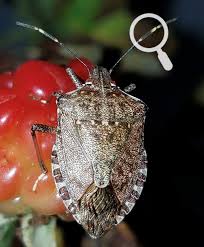 the brown marmorated stink bug is a new