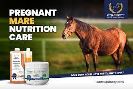 pregnant mare nutrition care and