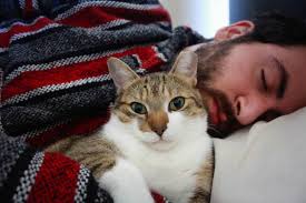 In speaking of his cleverness, my wife, who was a superstitious woman, often mentioned the old popular belief, which considered all black cats to be in disguise. Why Does My Cat Sleep On Me When I M Sick Does My Cat Know I M Feeling Ill