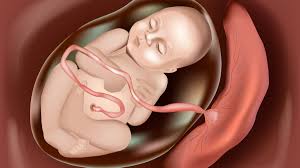Le placenta : formation et risque de décollement trophoblastique.