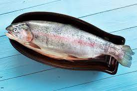 steelhead trout vs salmon what s the