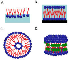 schematic drawings of a monolayer b