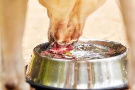 Warning Signs Of Dehydration In Dogs American Kennel Club